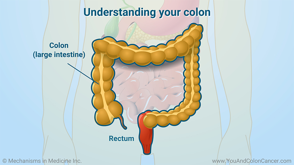 Understanding your colon