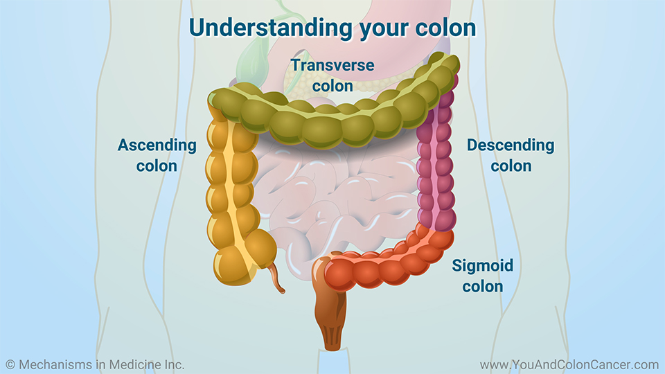 Understanding your colon
