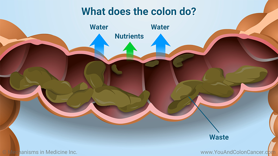 What does the colon do?